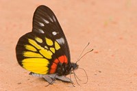 Thailand, Tung Saleng Luang NP, Jezebel, salt minerals Fine Art Print