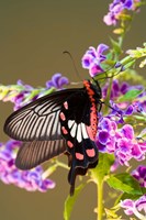 Thailand, Doi Inthanon, Papilio polytes, butterfly Fine Art Print
