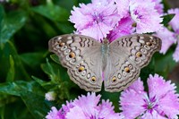 Thailand, Khon Kaen, grey Pansy butterfly Fine Art Print