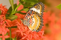 Thailand, Nam Nao NP, Leopard Lacewing butterfly Fine Art Print