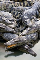 Asia, Thailand Crocodiles Fine Art Print