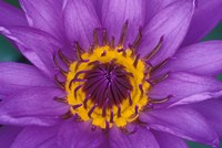 Purple and Yellow Lotus Flower, Bangkok, Thailand Fine Art Print