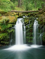 View of Whitehorse Falls, Umpqua National Forest, Oregon Fine Art Print
