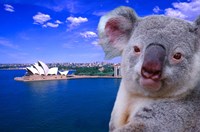 Portrayal of Opera House and Koala, Sydney, Australia Fine Art Print