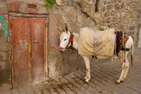 Donkey and Cobbled Streets, Mardin, Turkey Fine Art Print