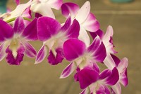 Cambodia, Phnom Penh, Royal Palace, Orchids Fine Art Print