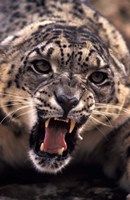 Tibet, Snow Leopard, captive Fine Art Print