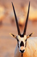 Arabian Oryx wildlife on Sir Bani Yas Island, UAE Fine Art Print