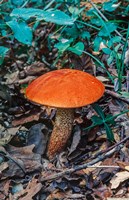 Orange Wild Mushroom Fine Art Print