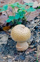 Wild Mushroom Growing in Forest Fine Art Print