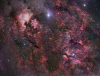Northern Cygnus Fine Art Print