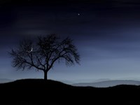 Tree and the Moon Fine Art Print
