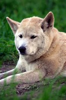 Dingo, Australia Fine Art Print