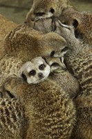 Meerkat Protecting Young, Australia Fine Art Print