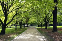 Pathway and Trees, Kings Domain, Melbourne, Victoria, Australia Fine Art Print
