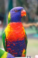 Rainbow Lorikeet, Australia (side view) Fine Art Print