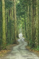 Road through Rainforest, Lamington National Park, Gold Coast Hinterland, Queensland, Australia Fine Art Print