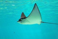 Sting Ray, Sea World, Gold Coast, Queensland, Australia Fine Art Print