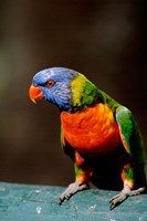 Australia, Queensland, Rainbow lorikeet bird Fine Art Print
