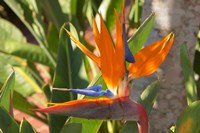 Bird-of-Paradise Flower, Sunshine Coast, Queensland, Australia Fine Art Print