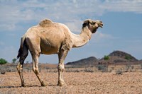 Camel near Stuart Highway, Outback, Northern Territory, Australia Fine Art Print