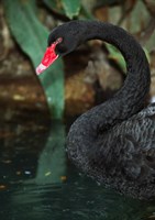 Australia, Black Swan (Cygnus atratus) Fine Art Print