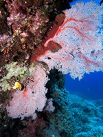 Fan Coral, Agincourt Reef, Great Barrier Reef, North Queensland, Australia Fine Art Print