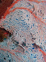 Fan Coral, Great Barrier Reef, Queensland, Australia Fine Art Print