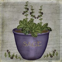Herb Sage Fine Art Print
