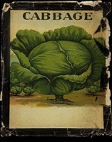 Vintage Cabbage Fine Art Print
