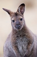 Close up of Red-necked and Bennett's Wallaby wildlife, Australia Fine Art Print