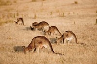 Eastern Grey Kangaroo group grazing Fine Art Print