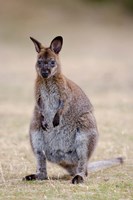 Red-necked and Bennett's Wallaby wildlife, Australia Fine Art Print