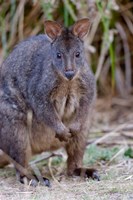 Tasmanian Pademelon wildlife, Tasmania, Australia Fine Art Print
