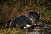 Tasmanian Devil wildlife eating carrion, Tasmania Fine Art Print