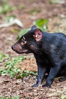 Tasmanian Devil wildlife, Tasmania, Australia Fine Art Print