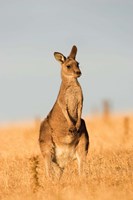 Eastern Grey Kangaroo portrait during sunset Fine Art Print
