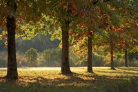 Australia, New South Wales, Khancoban, Autumn Fine Art Print