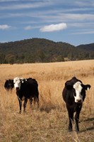 Australia, New South Wales, Wauchope, Cows, Farmland Fine Art Print