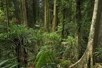 Australia, NSW, Rainforest Trees, Wonga Walk, Dorrigo NP by David Wall - various sizes