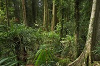 Australia, NSW, Rainforest Trees, Wonga Walk, Dorrigo NP Fine Art Print