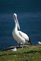Australian Pelican bird, Blacksmiths, Australia Fine Art Print