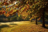 Autumn Trees in Khancoban, Snowy Mountains, New South Wales, Australia Fine Art Print