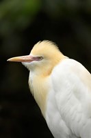 Cattle Egret (Ardea ibis), North Queensland, Australia Fine Art Print