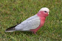 Galah bird, Nambucca Heads, New South Wales, Australia Fine Art Print