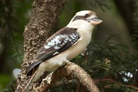 Laughing Kookaburra, Sydney, New South Wales, Australia Fine Art Print