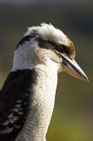 Laughing Kookaburra bird, Nambucca Heads, NSW, Australia Fine Art Print