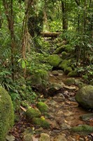 Stream, Wooroonooran National Park, North Queensland, Australia Fine Art Print