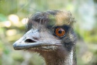 Emu's face, Taronga Zoo, Sydney, NSW, Australia Fine Art Print
