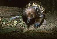 Short Beaked Echidna, Monotreme, Australia Fine Art Print